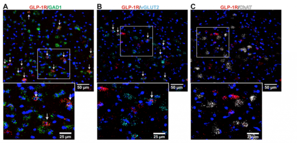GLP-1 receptor signaling in the laterodorsal tegmental nucleus attenuates cocaine seeking by activating GABAergic circuits that project to the VTA