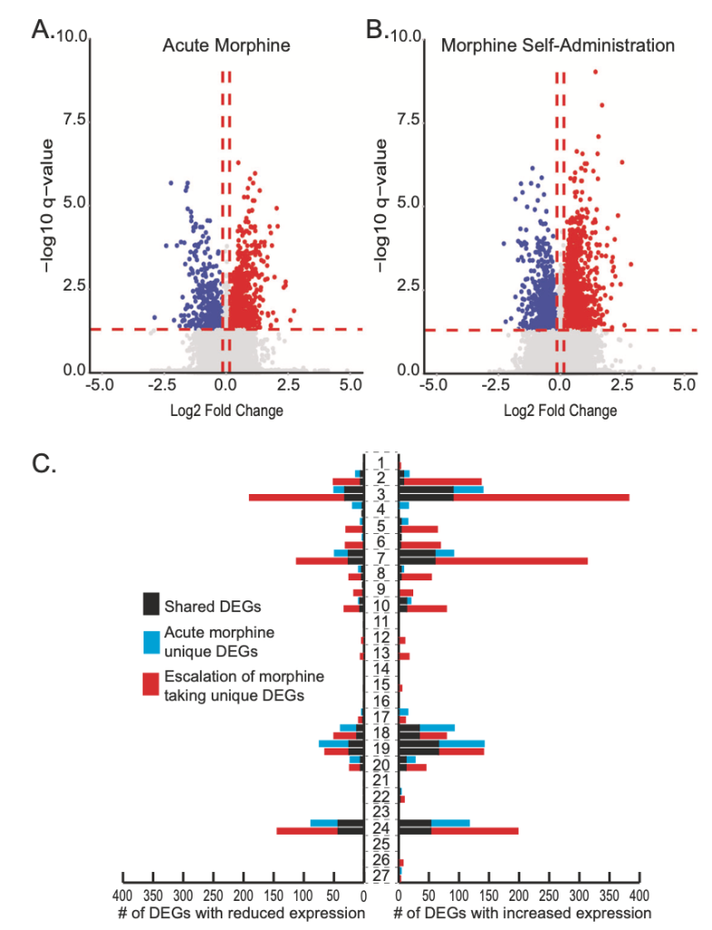 Transcriptomic analysis reveals cell type-specific patterns of gene expression associated with morphine intake